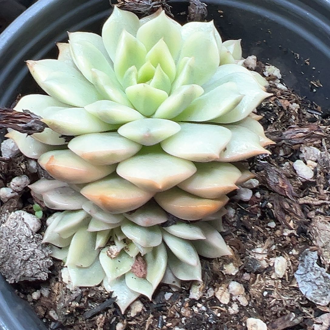 奥利维亚锦 小方花圃一单包邮非偏远