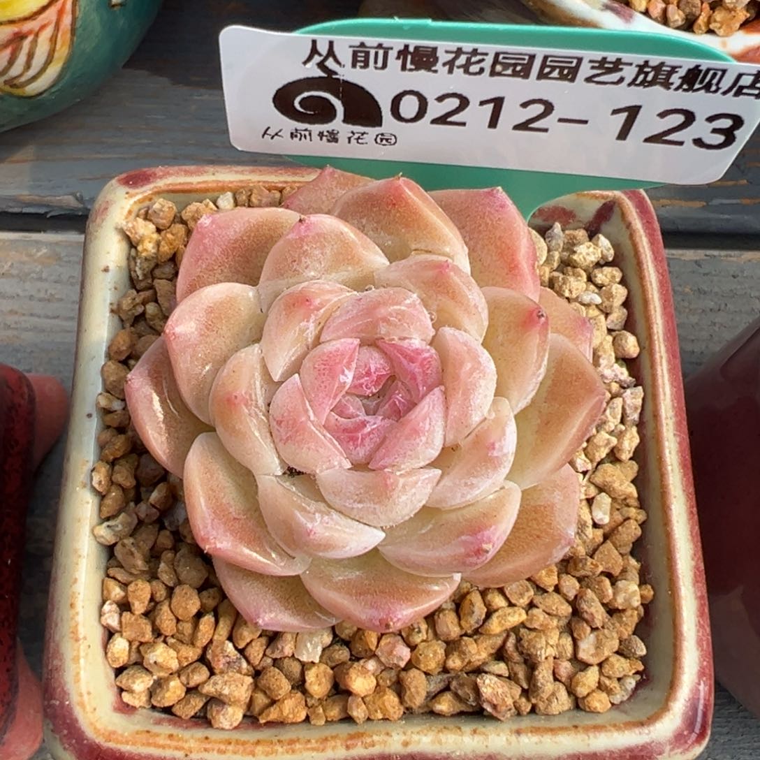 从前慢多肉精选编号0212.123