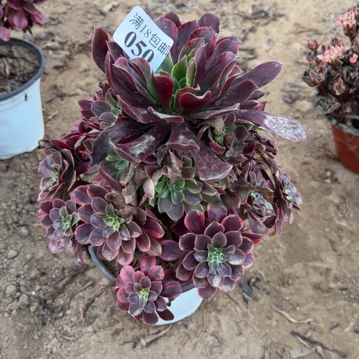 梦***羽050金丝雀手棚2号