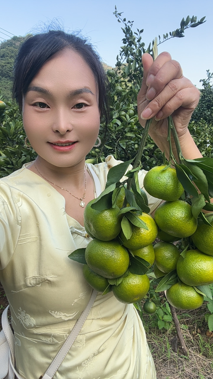 【现摘~橘子】回峰蜜桔青皮桔应季新鲜水果自家果园 湖南永州特产