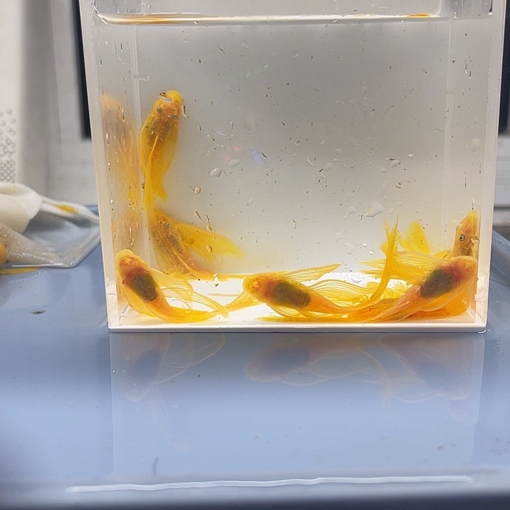 清道夫鱼大号帆10条