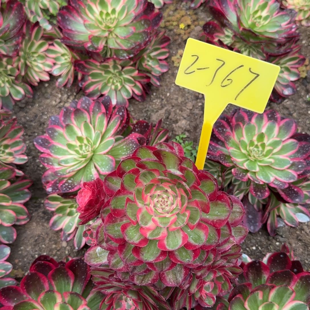 2-367--+多头多肉植物