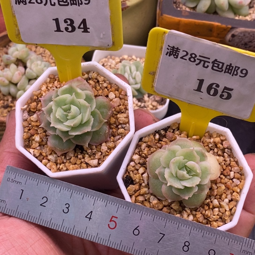 9134.165水晶虾饺