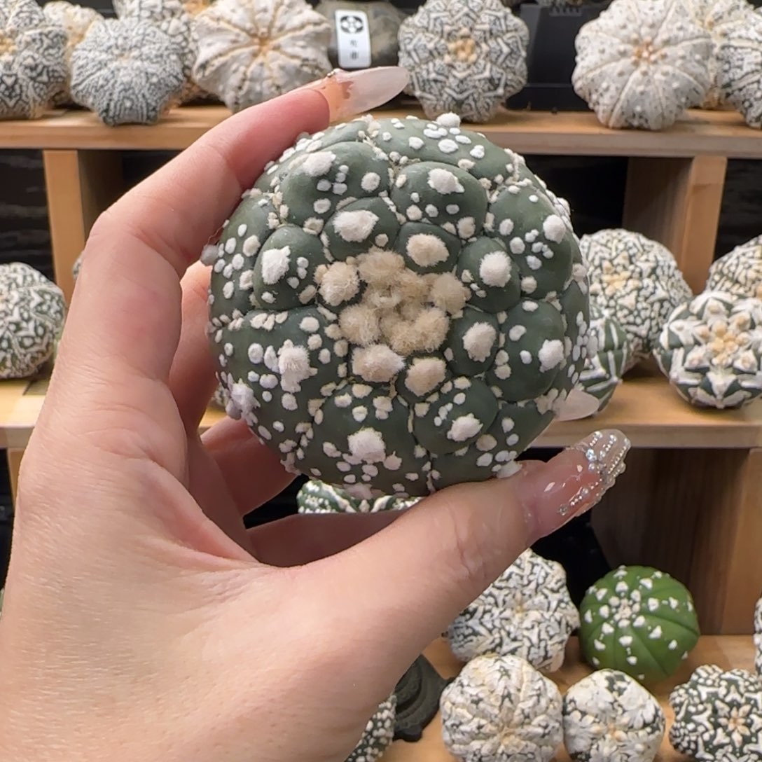 小***儿实生仙人球不退换