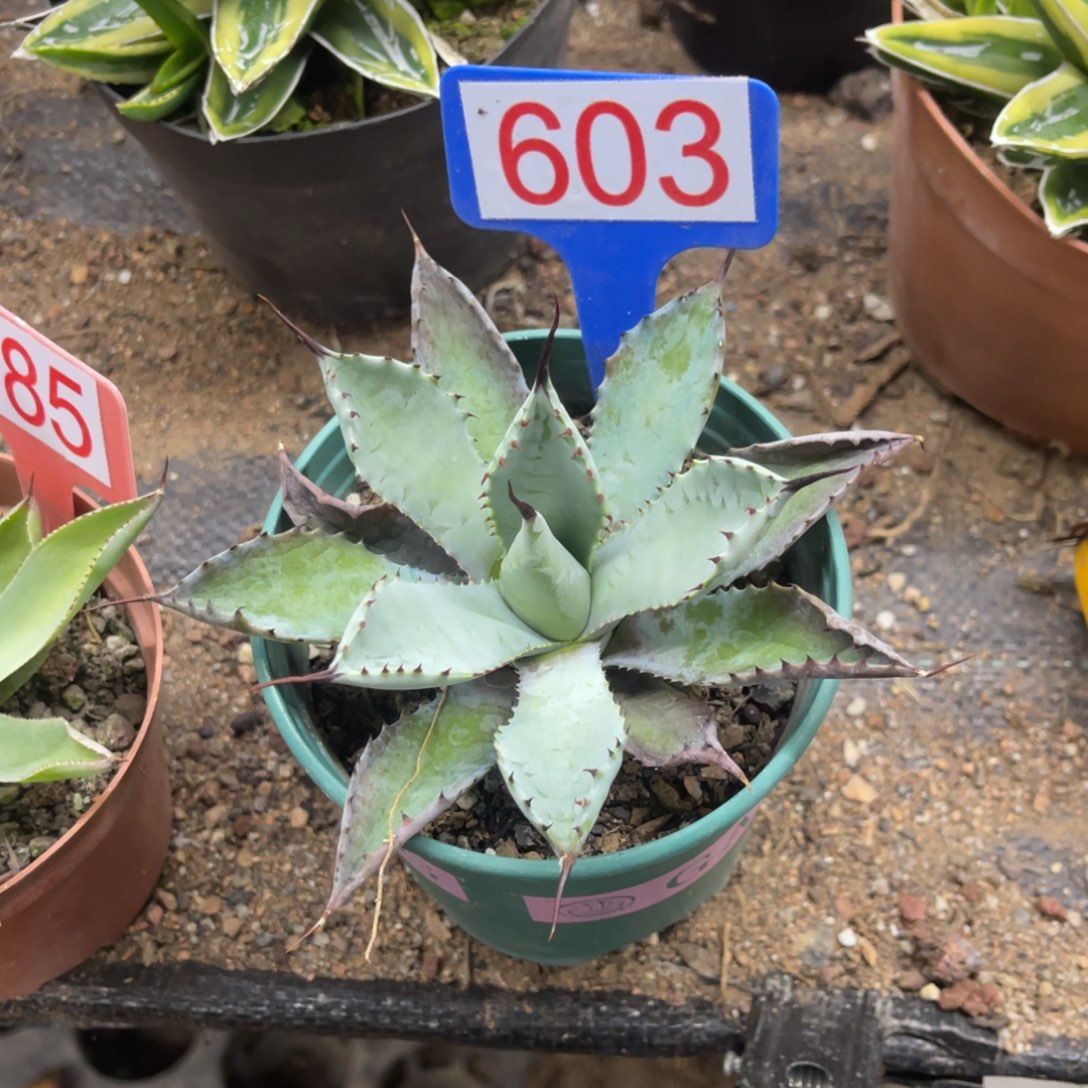 曲刺芭蕾龙舌兰系列