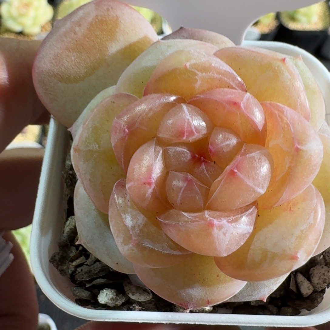 023-编号单头一颗