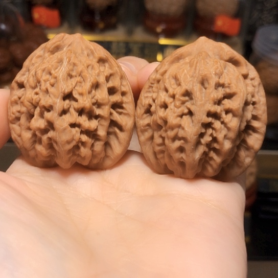 野生原生态：金公子