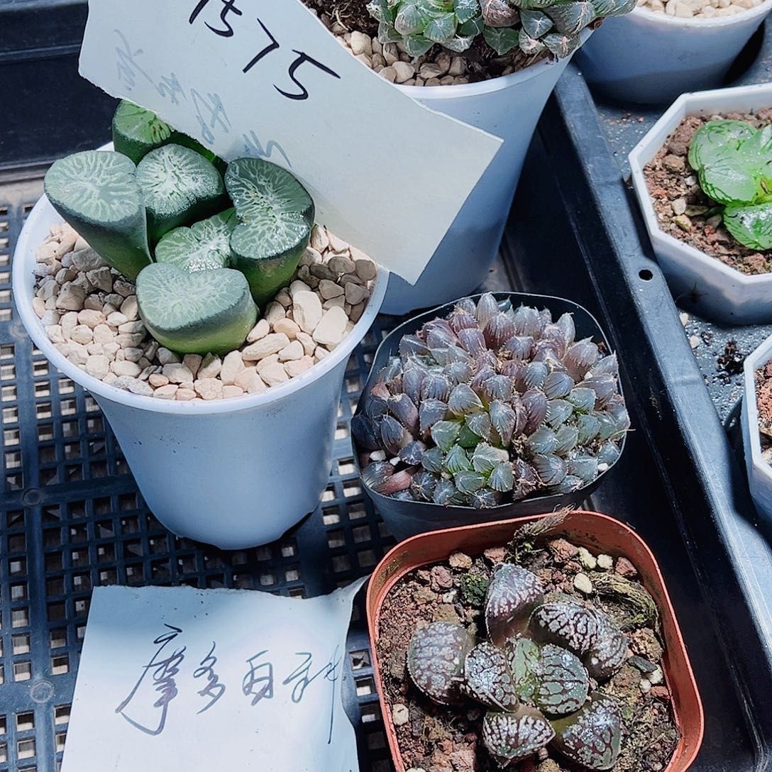 四颗肉肉都是精品