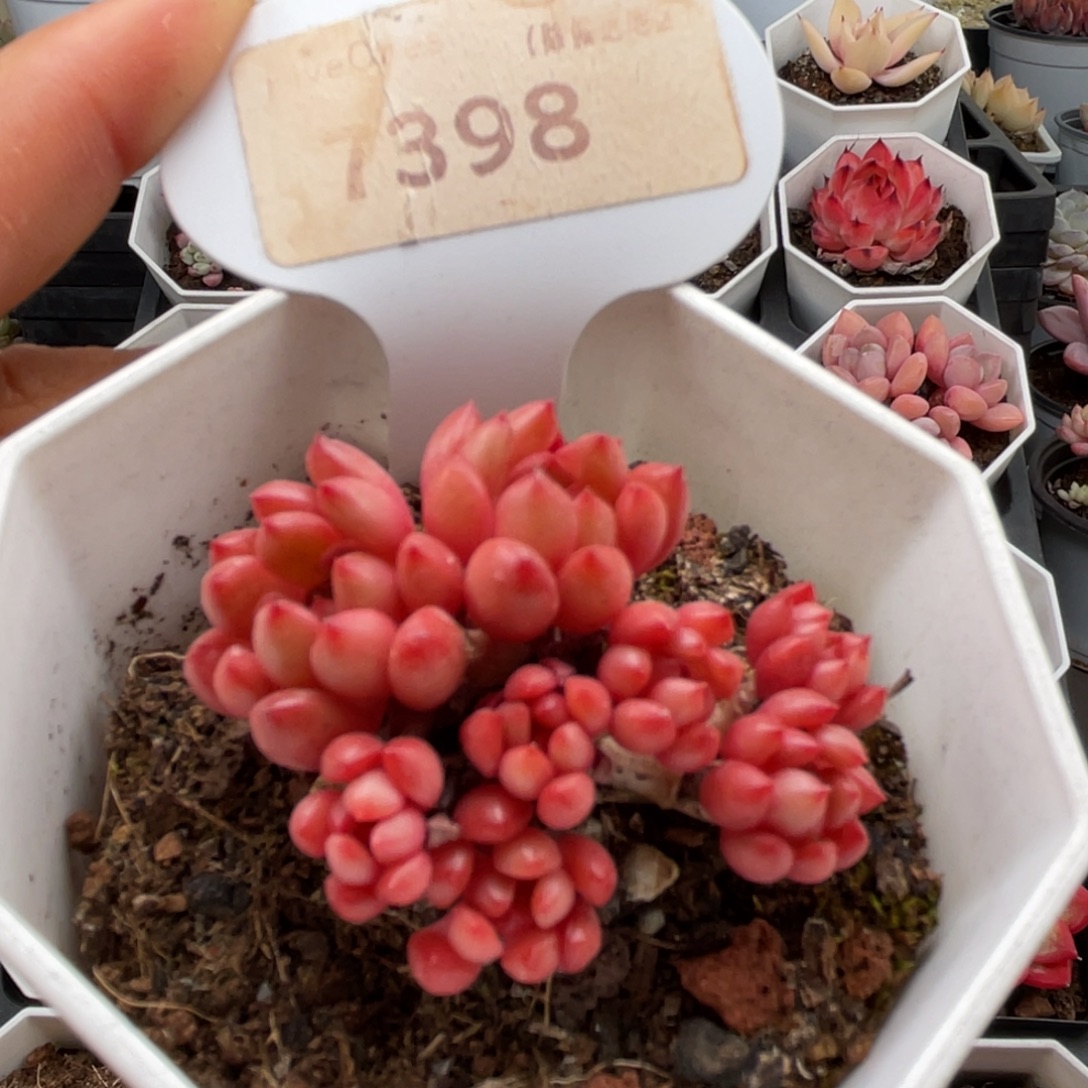 鸡血红宝石7398-4.5厘米