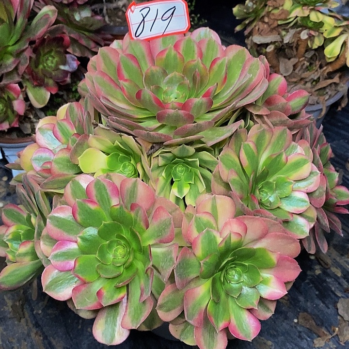 雨荷老桩捧花819号