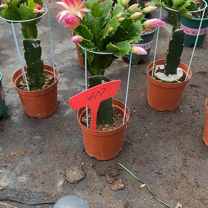 082重瓣带盆发顺丰617