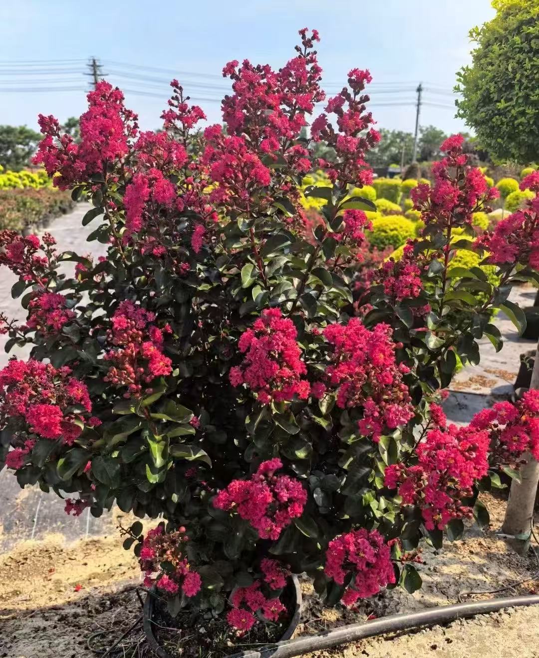 【樱桃摩卡】紫薇花地栽 盆栽 庭院阳台露台 花卉植物室内室外