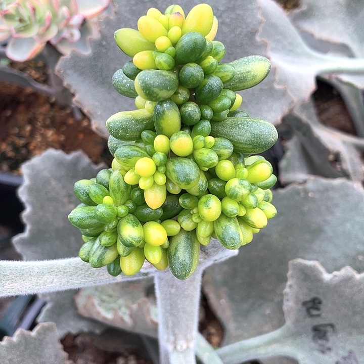 绿龟之卵拉丝锦。一物一拍