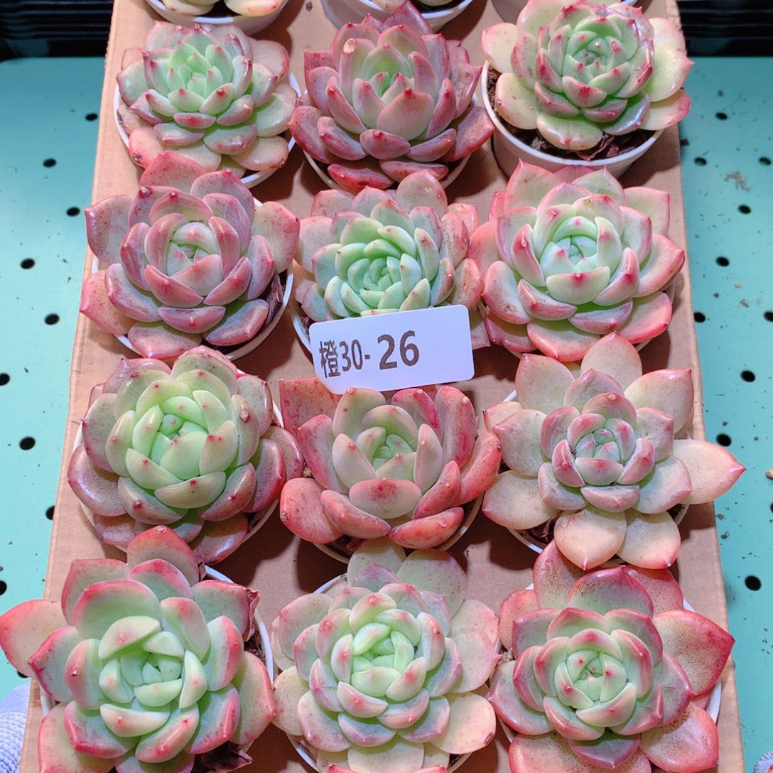 30-26一物一拍多肉带盆18颗