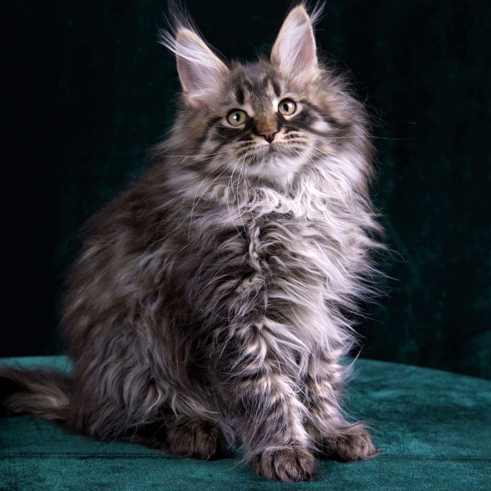 （天线）棕虎斑缅因猫弟弟