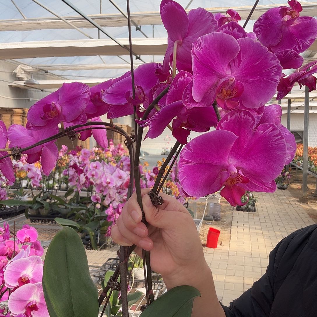 完全开放潮流3.5不售后