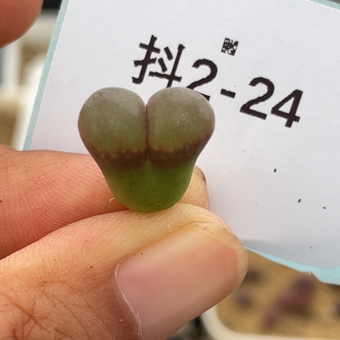 2-24肉锥c10多肉植物