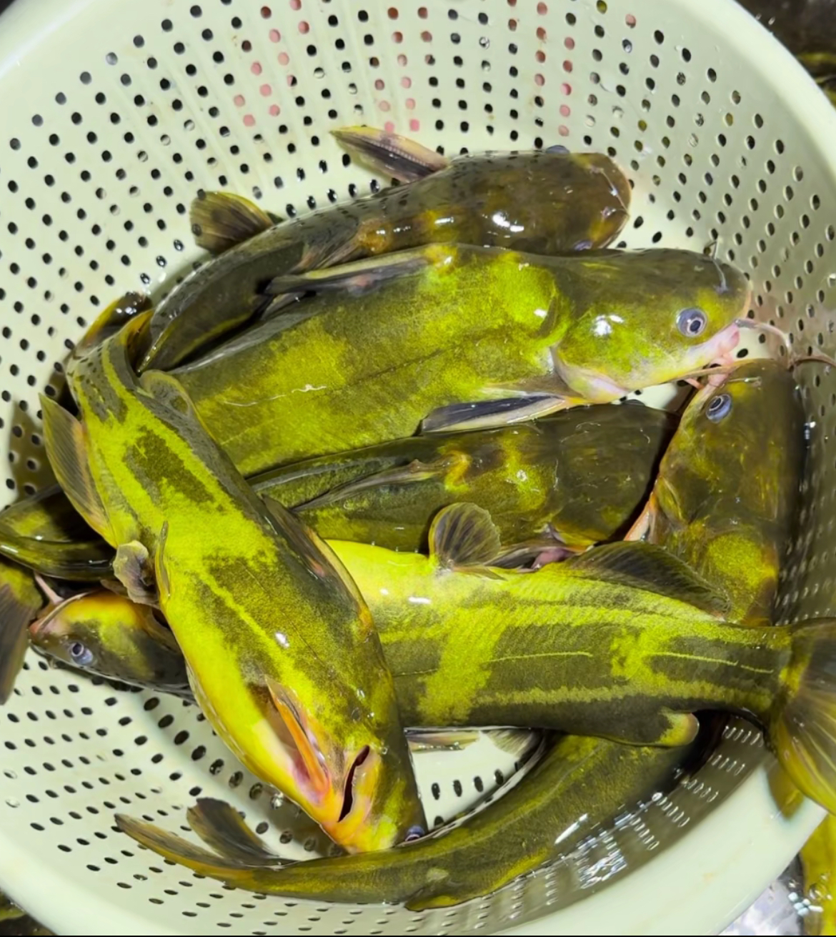 四川 黄颡鱼鱼苗 黄骨鱼 鱼塘观赏养殖