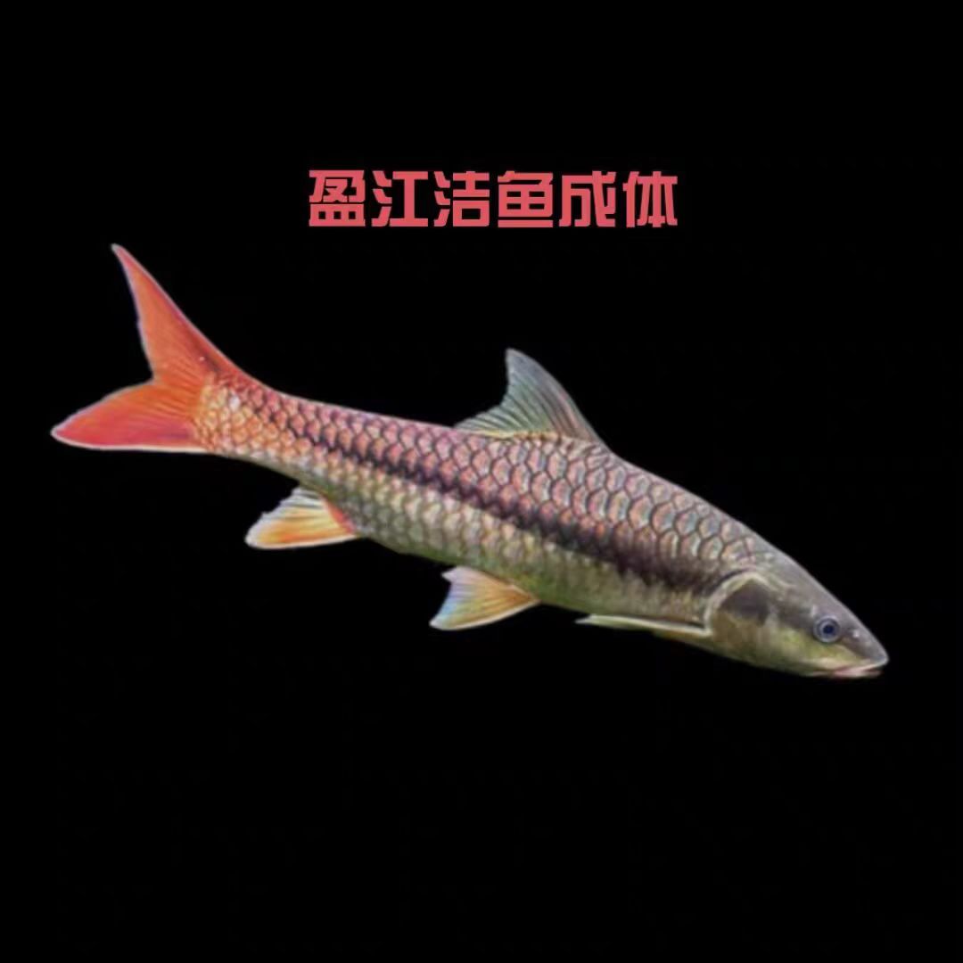 红吉罗中国原生结鱼包邮包损一拍一物(专属链接)