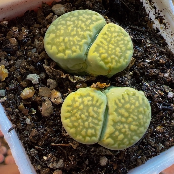 016多肉植物种类多样