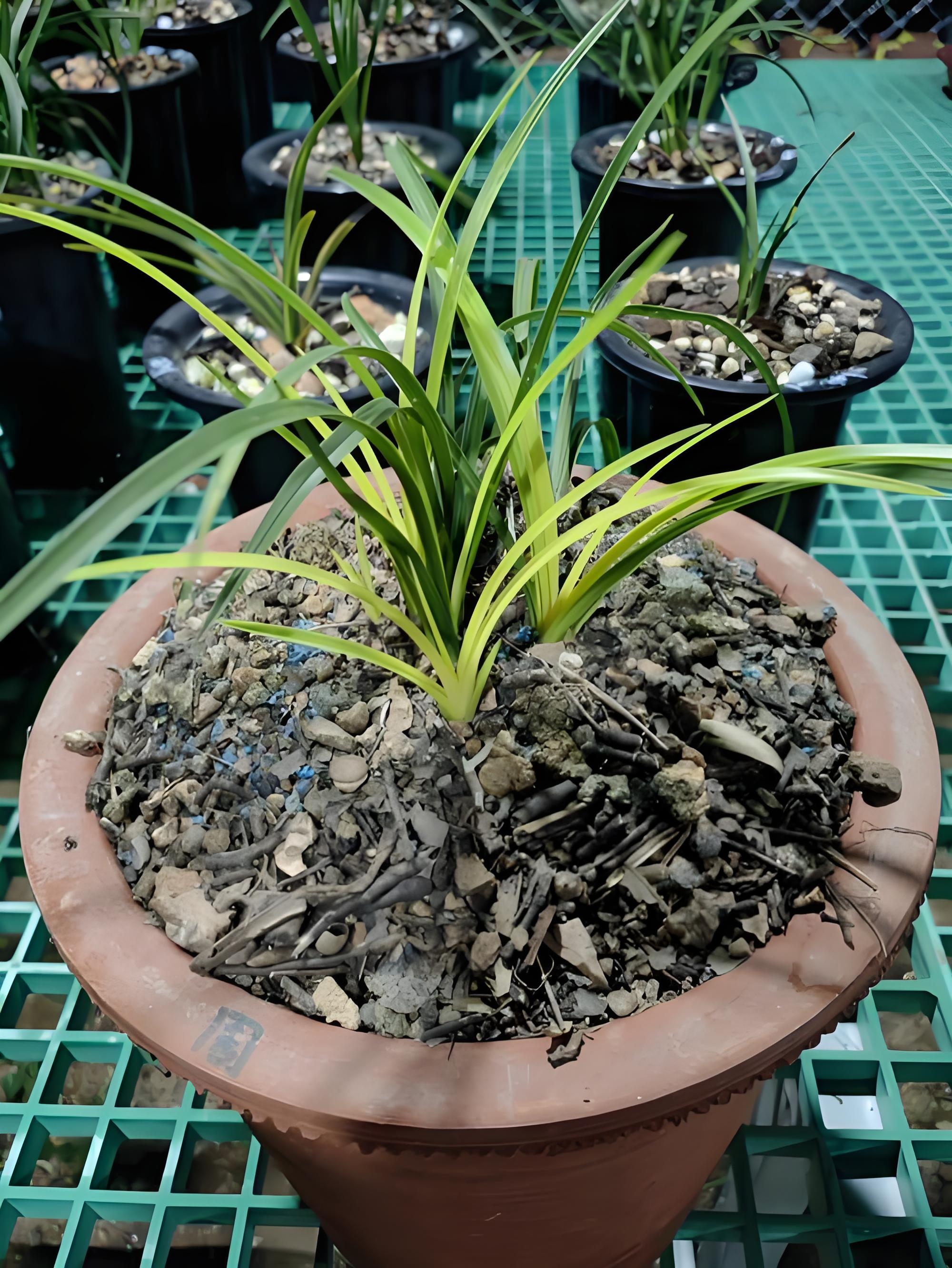 国兰蕙兰一物一拍奇花异草净化空气观花观叶植物盆栽花卉