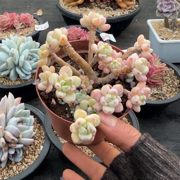 罗琦多肉植物vgvfdghh