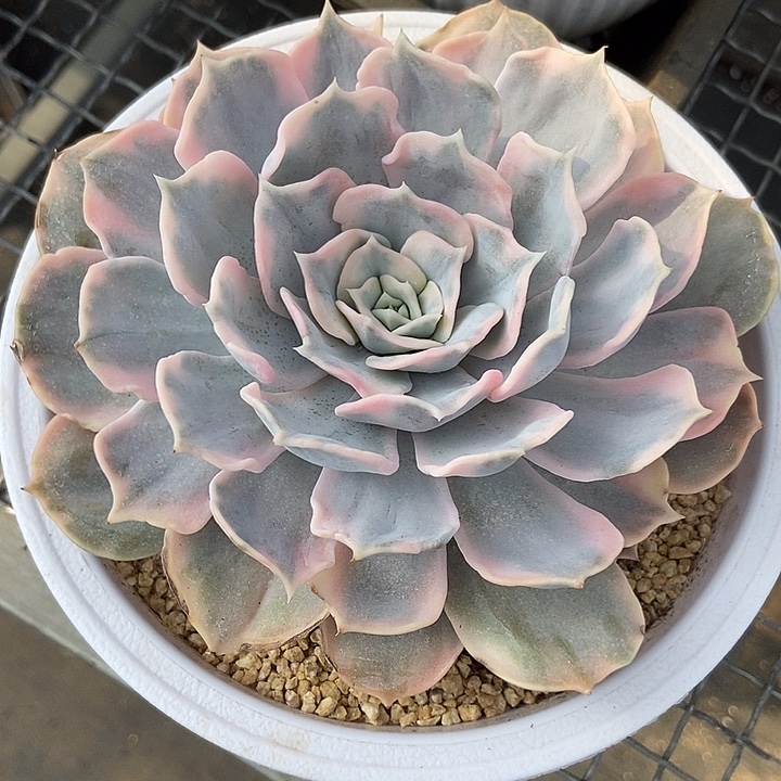 丽娜莲锦多肉植物