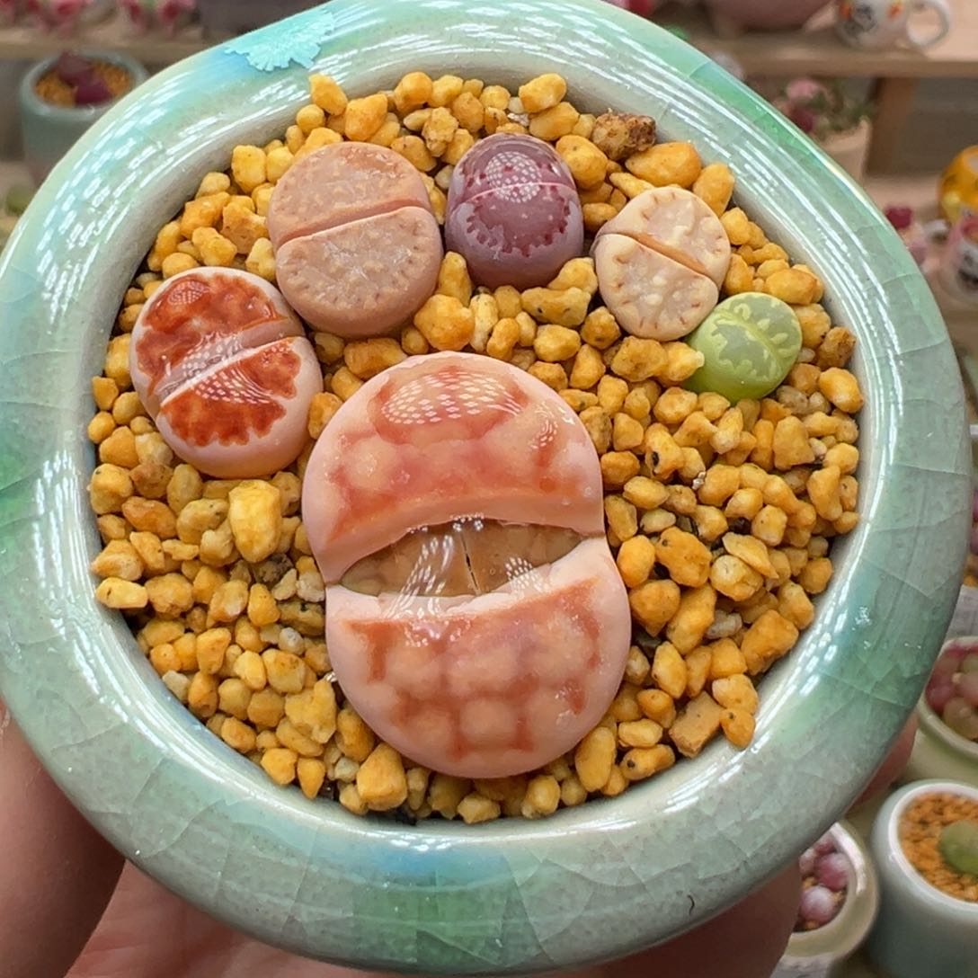 多肉植物32号小脚丫