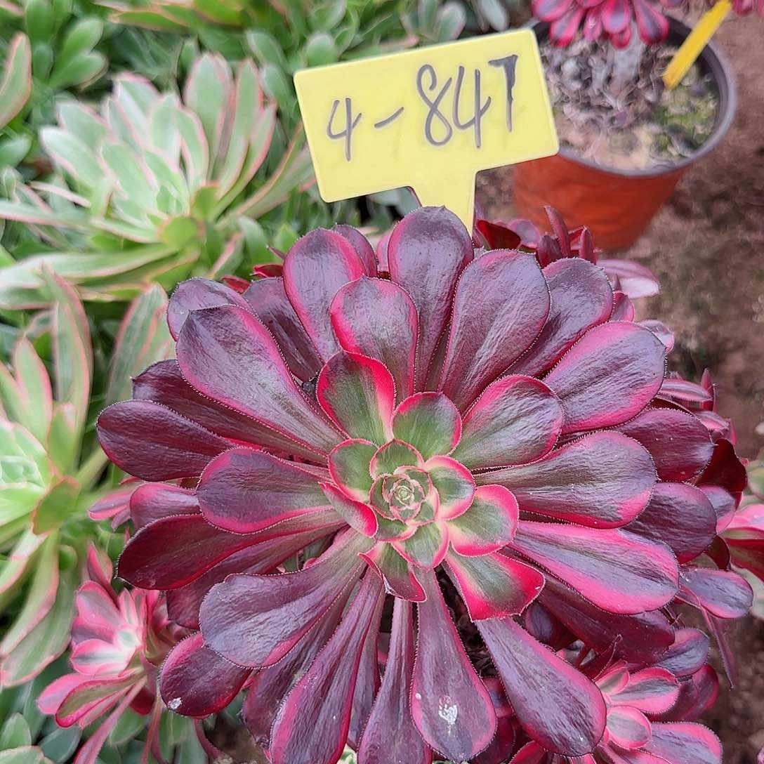 4-847---多头多肉植物