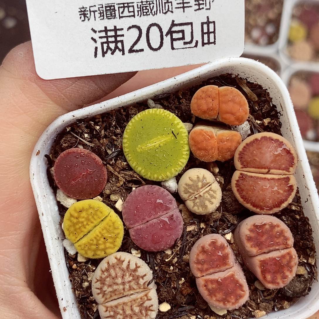  我们一起暴富吧095