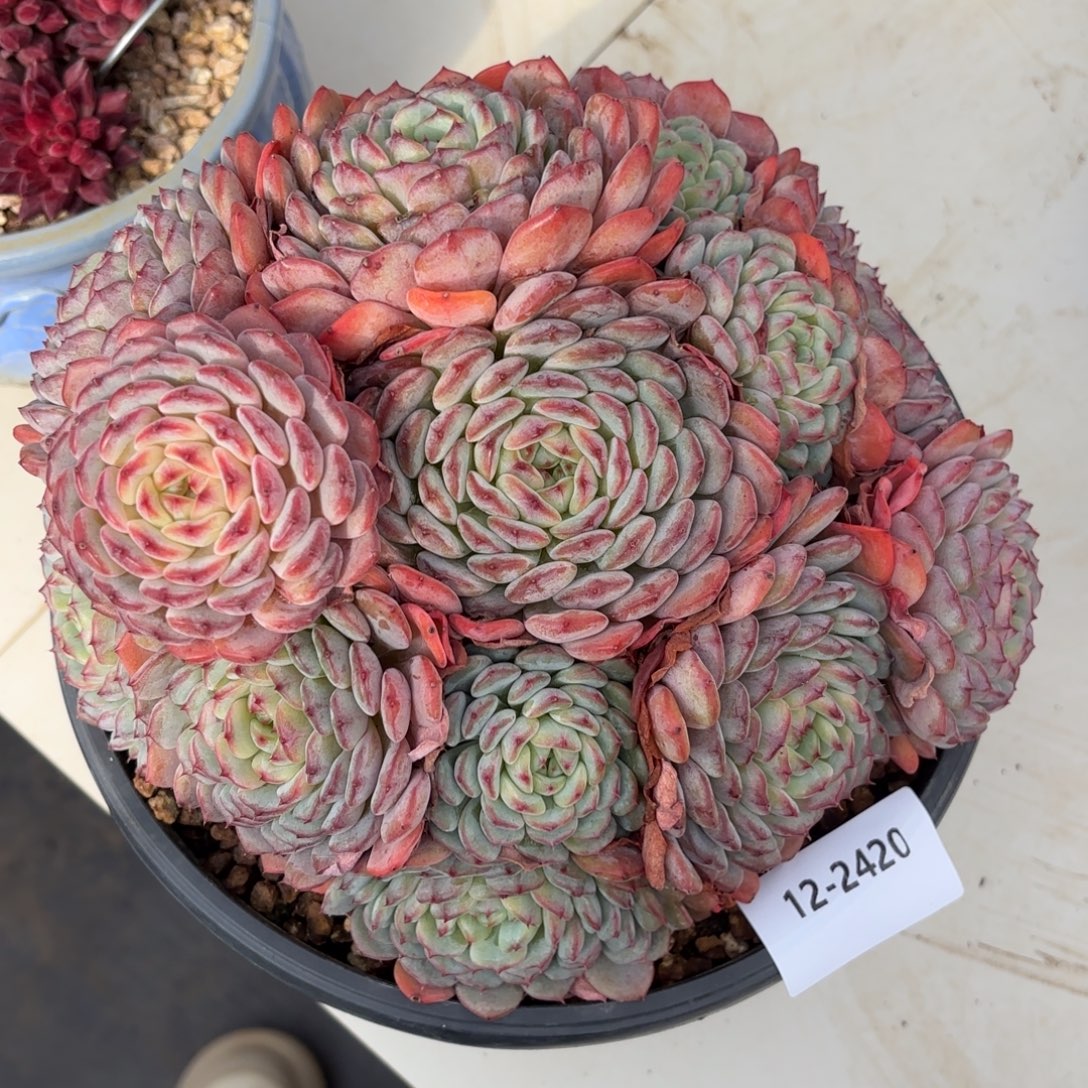 2420白胖子多肉植物