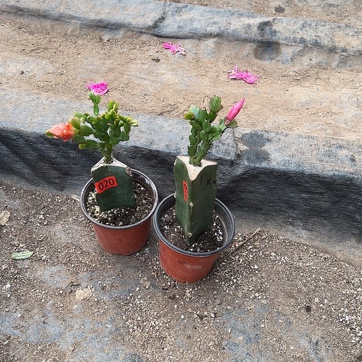 016+020嫁接蟹爪兰：028+桑吉塔