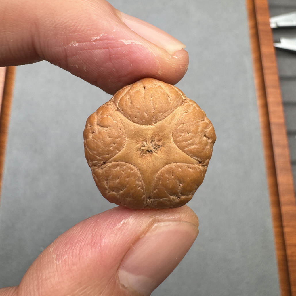 22+尼泊尔梅花五星上将菩提凤眼三通佛头，非质量问题开孔不退