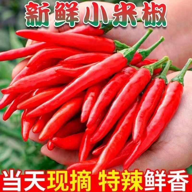 新鲜特辣农家红色小米广西辣椒超辣红辣椒朝天椒批发特辣香辣鲜椒