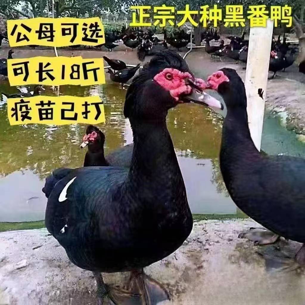 直播专享【宠物鸭】特大种红脸黑番鸭包活到家买10送1