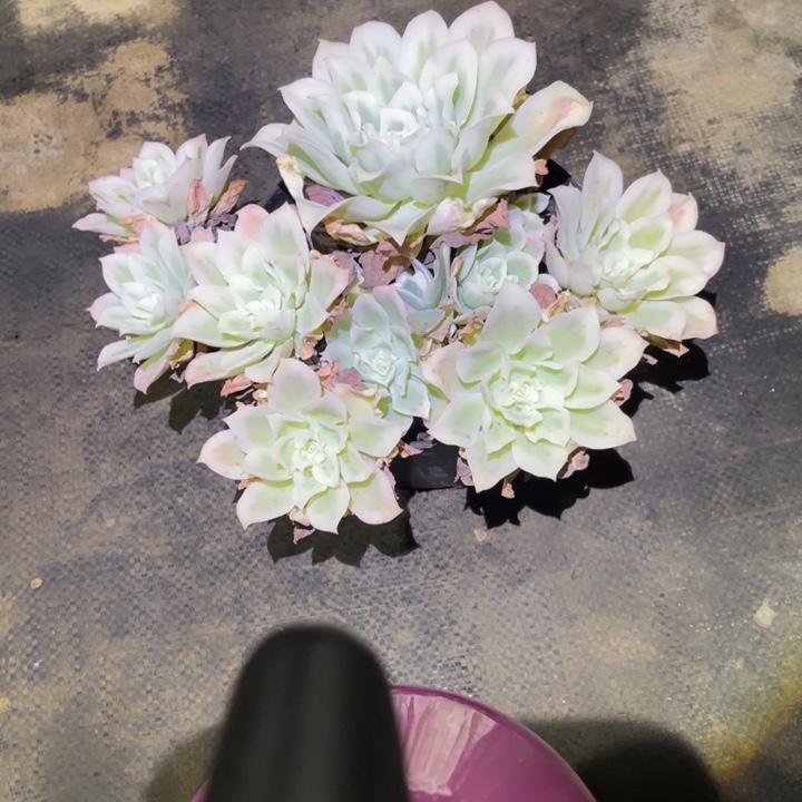 花***J柠檬玫瑰锦一物一拍