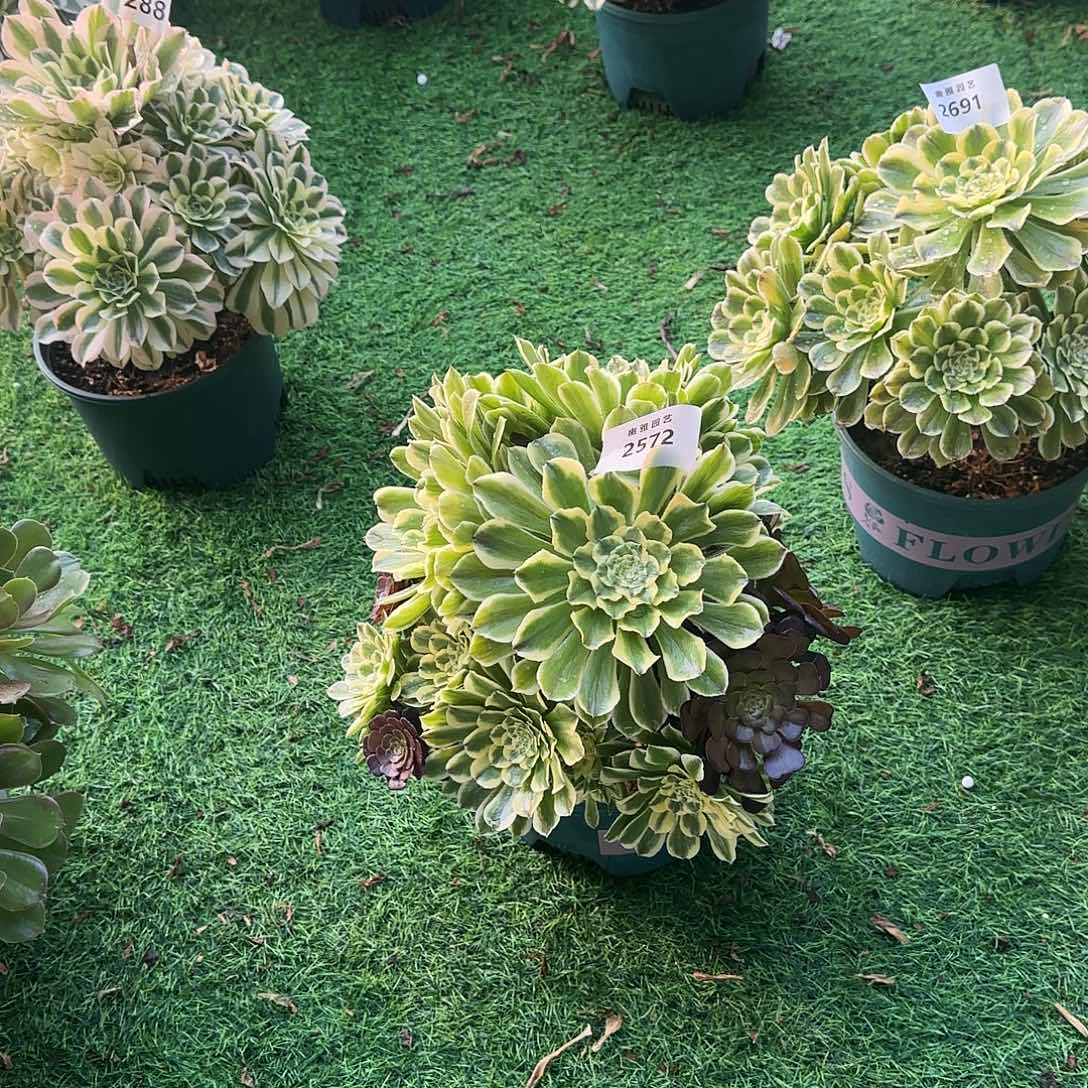 多肉植物绿体舞天姬2572