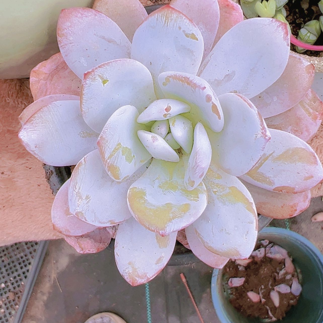 【闪购商品】2颗雪莲9.9