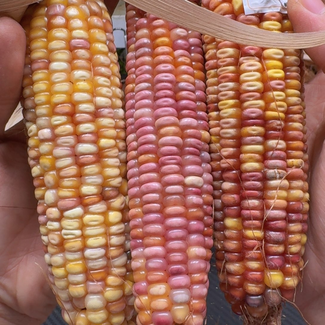 米***夏柏香籽/百香籽吊坠