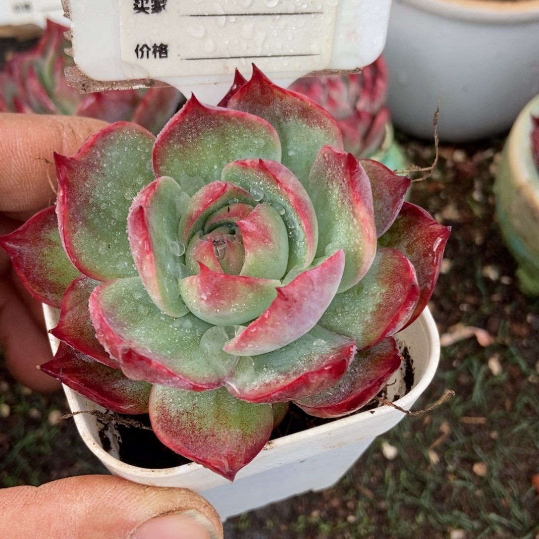 惊鸿一瞥783号楼