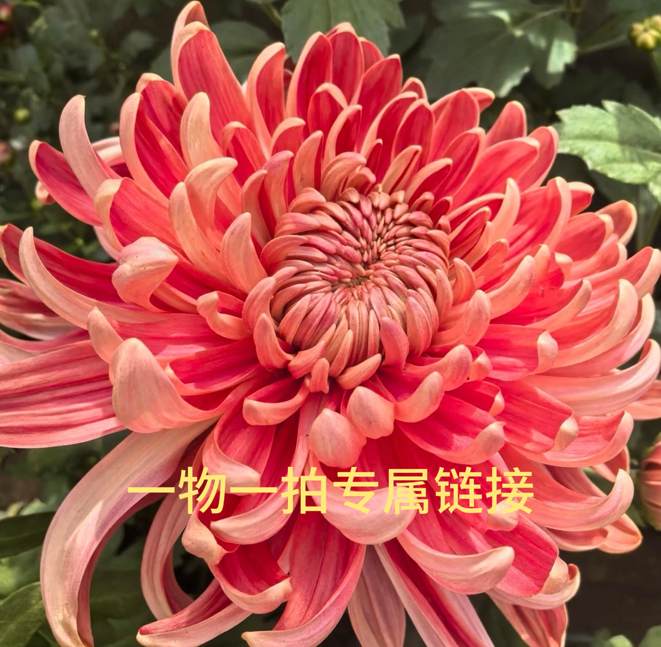 【一物一拍专属链接】九月大菊多年生大菊花苗盆栽花卉适合室内外阳