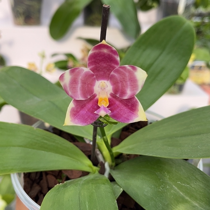 完全开放4.5寸杯弥陀红龙