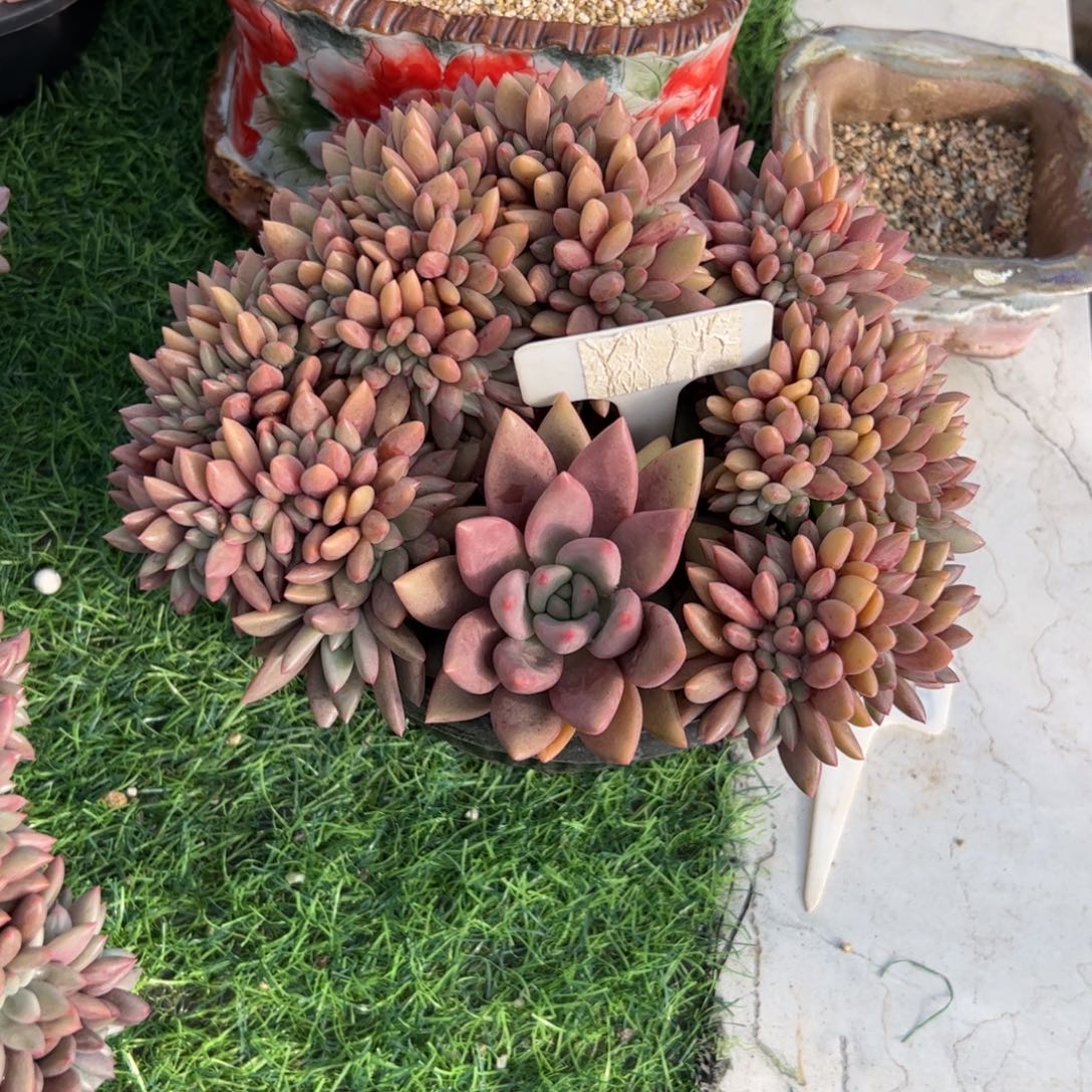 桃花源缀多肉植物