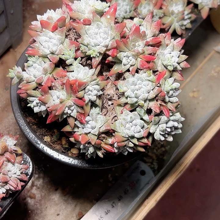 小鹿多肉一物一拍很圆哦