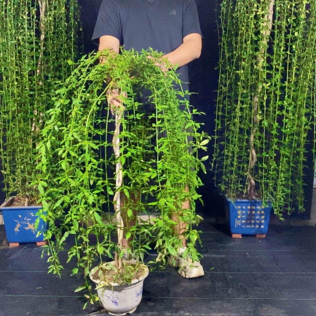 探春花，一物一拍，