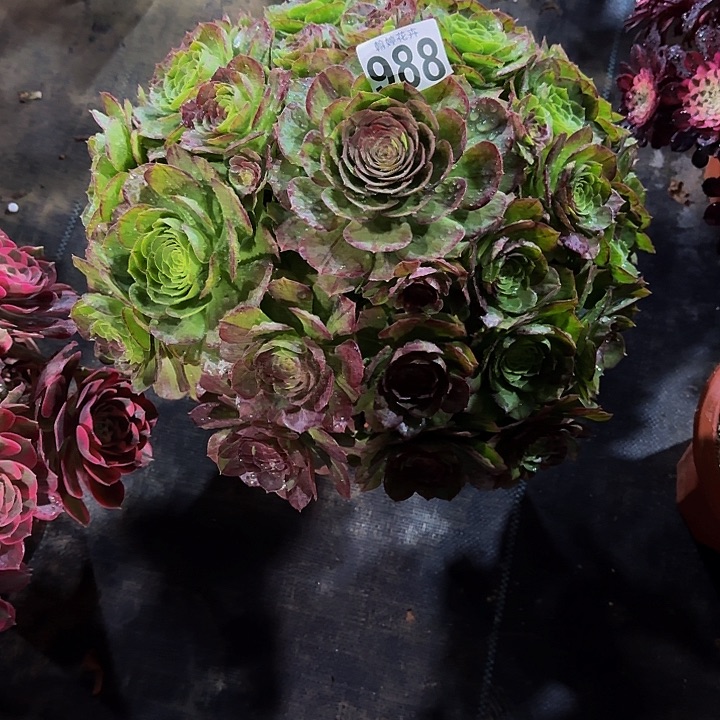 皓*000000000988花月夜多肉植物