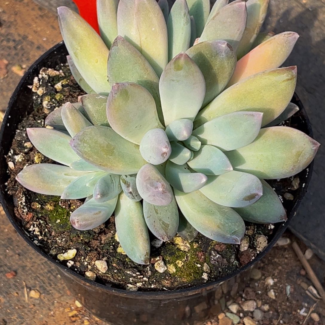 3023号上午多肉植物群生多肉