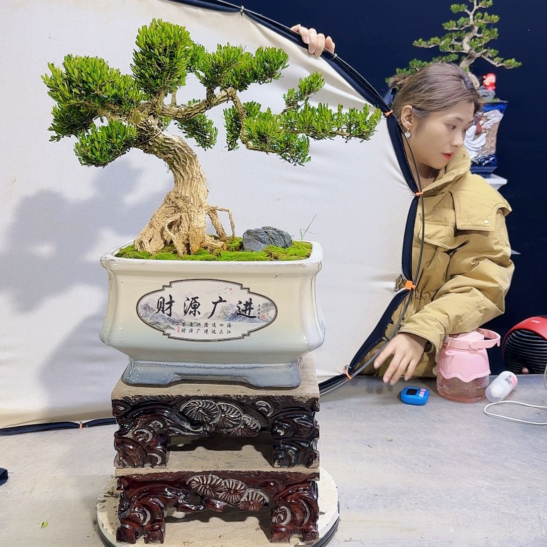 高端黄杨盆景艺术