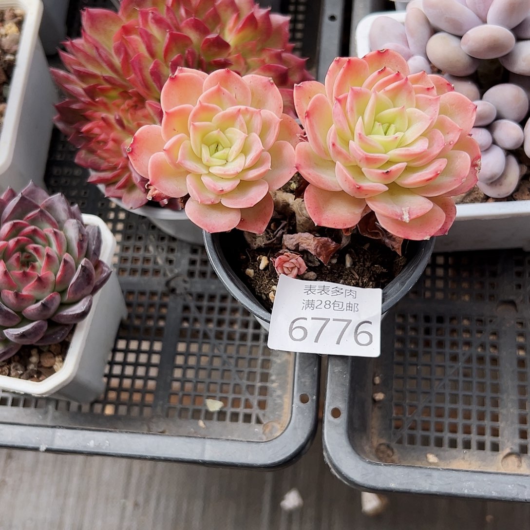 9号蛮*我们的确是一6776