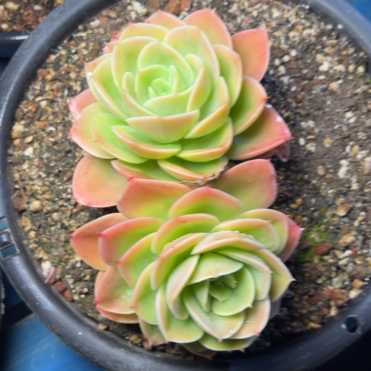 【闪购商品】新娜塔多肉19.8